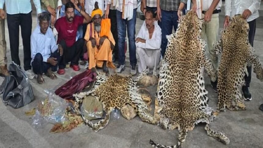 up:-तेंदुओं-की-खाल-का-तस्कर,-दिल्ली-से-मास्टरमाइंड-गिरफ्तार;-बर्खास्त-सिपाही-समेत-अब-तक-नौ-आरोपी-दबोचे-गए