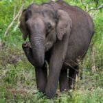 सुप्रीम-कोर्ट-बोला-”हाथियों-के-रास्तों-में-रुकावट-नहीं-डाल-सकते-राज्य”