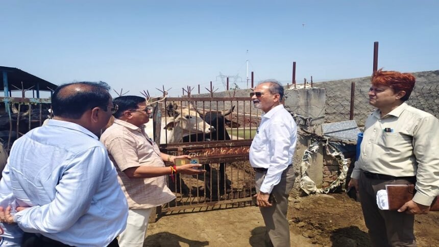 हाथरस में गोवंश की मौतों के बाद हरकत में आया प्रशासन, सीडीओ ने प्रभावित गांवों का दौरा कर दिए टीकाकरण के निर्देश
