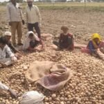 अलीगढ़ के गभाना में बनेगा 93.97 करोड़ रुपये का आलू प्रोसेसिंग प्लांट, पोटैटो फ्लेक्स यूरोप भेजने की योजना
