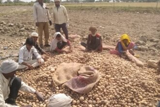 अलीगढ़ के गभाना में बनेगा 93.97 करोड़ रुपये का आलू प्रोसेसिंग प्लांट, पोटैटो फ्लेक्स यूरोप भेजने की योजना