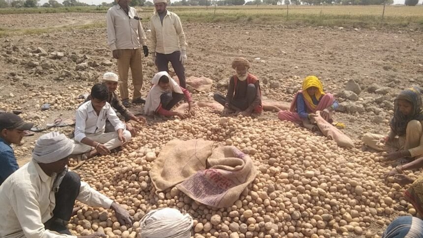 अलीगढ़ के गभाना में बनेगा 93.97 करोड़ रुपये का आलू प्रोसेसिंग प्लांट, पोटैटो फ्लेक्स यूरोप भेजने की योजना