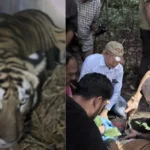 वाल्मीकि टाइगर रिजर्व की बाघिन वायुसेना की मदद से बक्सा पहुंची, 2 अक्टूबर को जंगल में छोड़ने की तैयारी