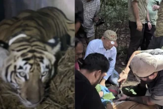 वाल्मीकि टाइगर रिजर्व की बाघिन वायुसेना की मदद से बक्सा पहुंची, 2 अक्टूबर को जंगल में छोड़ने की तैयारी