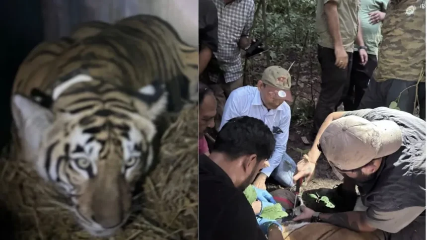 वाल्मीकि टाइगर रिजर्व की बाघिन वायुसेना की मदद से बक्सा पहुंची, 2 अक्टूबर को जंगल में छोड़ने की तैयारी