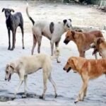 अलीगढ़ के गोंडा में तीन गांवों में कुत्ते का हमला, चार बच्चों समेत पांच घायल