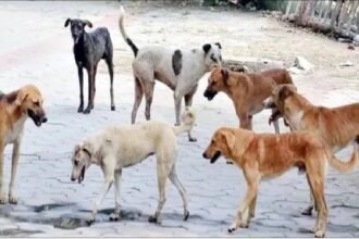 अलीगढ़ के गोंडा में तीन गांवों में कुत्ते का हमला, चार बच्चों समेत पांच घायल