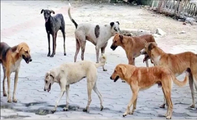 अलीगढ़ के गोंडा में तीन गांवों में कुत्ते का हमला, चार बच्चों समेत पांच घायल