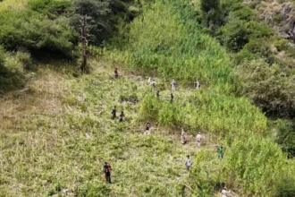 कुल्लू में 592 एकड़ भांग की अवैध खेती नष्ट, NCB का अभियान