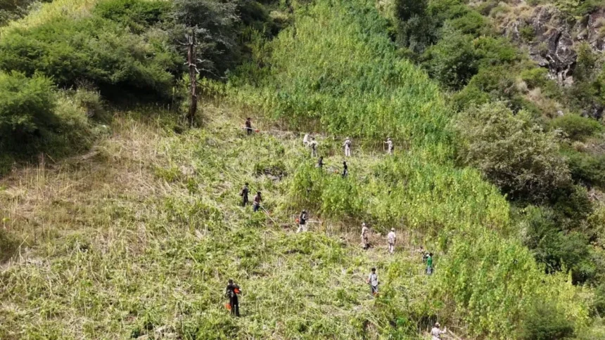 कुल्लू में 592 एकड़ भांग की अवैध खेती नष्ट, NCB का अभियान