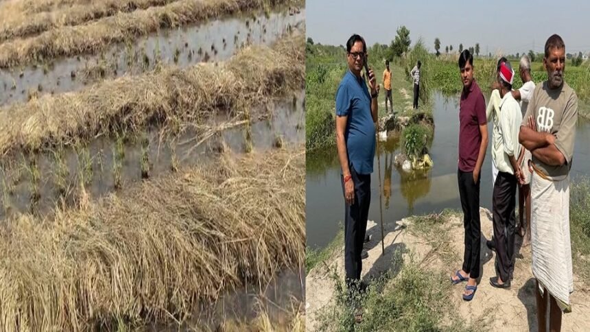 सिकंदराराऊ में नहर की पुलिया टूटी, 800 बीघा धान की फसल में भरा पानी - Apex News India सिकंदराराऊ में नहर की पुलिया टूटी, 800 बीघा धान की फसल में भरा पानी